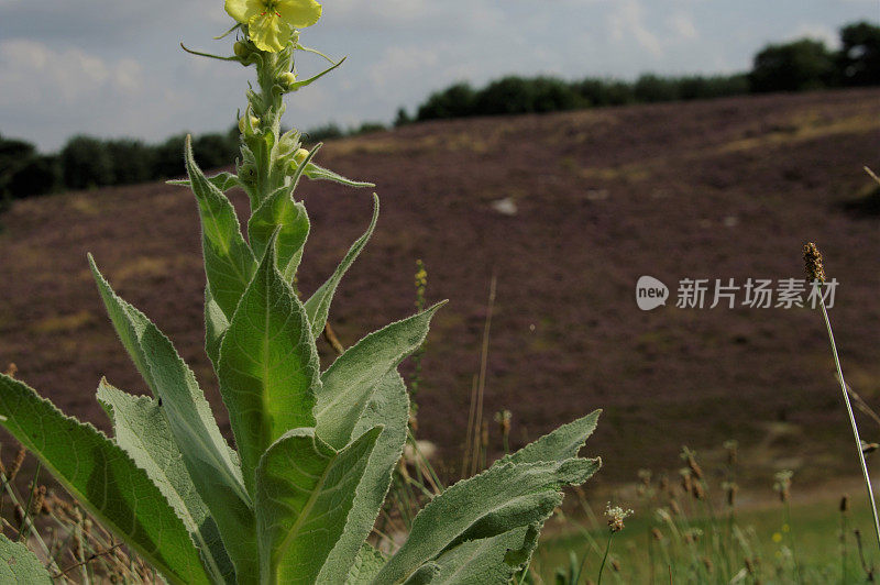 欧石南花