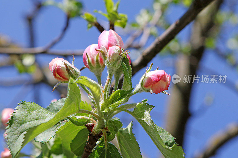 苹果在春天开花