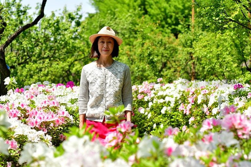 一个日本女人走在盛开的杜鹃花的公园里