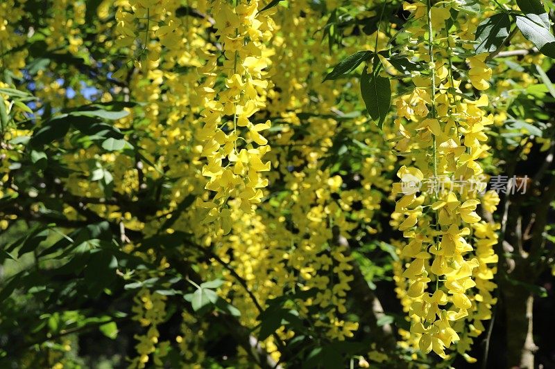 金链花上的黄色花的特写