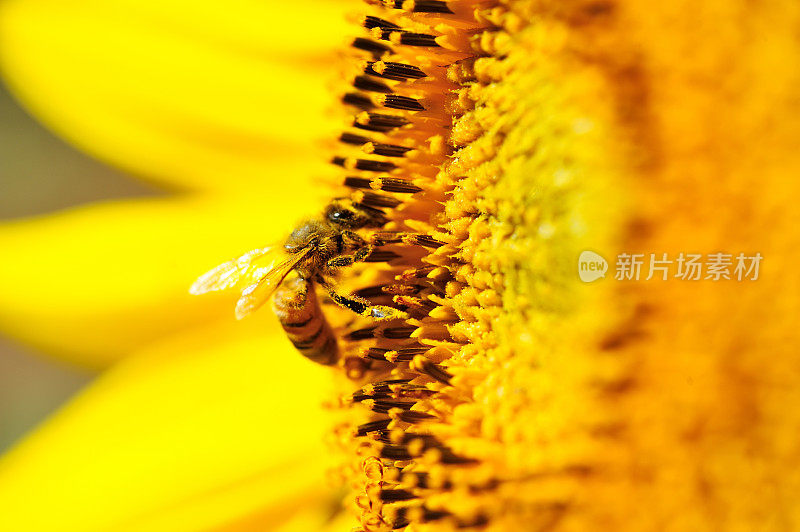 一只蜜蜂正在向日葵上采集花蜜