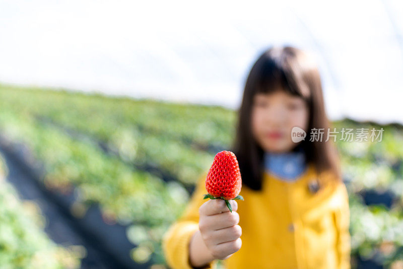 一个亚洲小女孩正在摘草莓