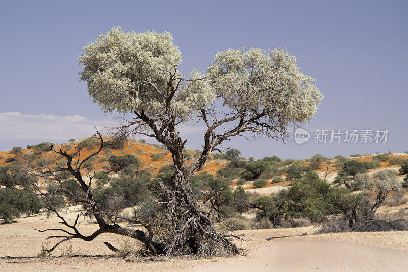 喀拉哈里沙漠的灰色骆驼刺树和路