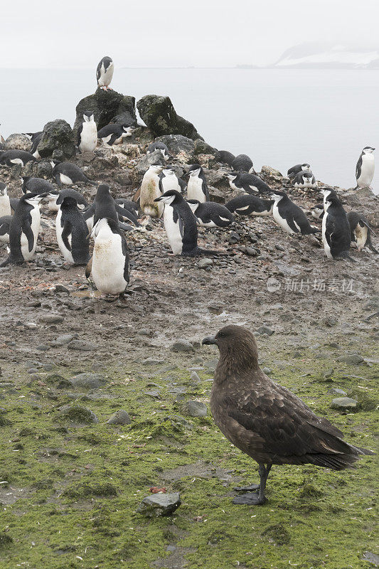 贼鸥在南极艾乔岛南设得兰群岛观看帽带企鹅筑巢