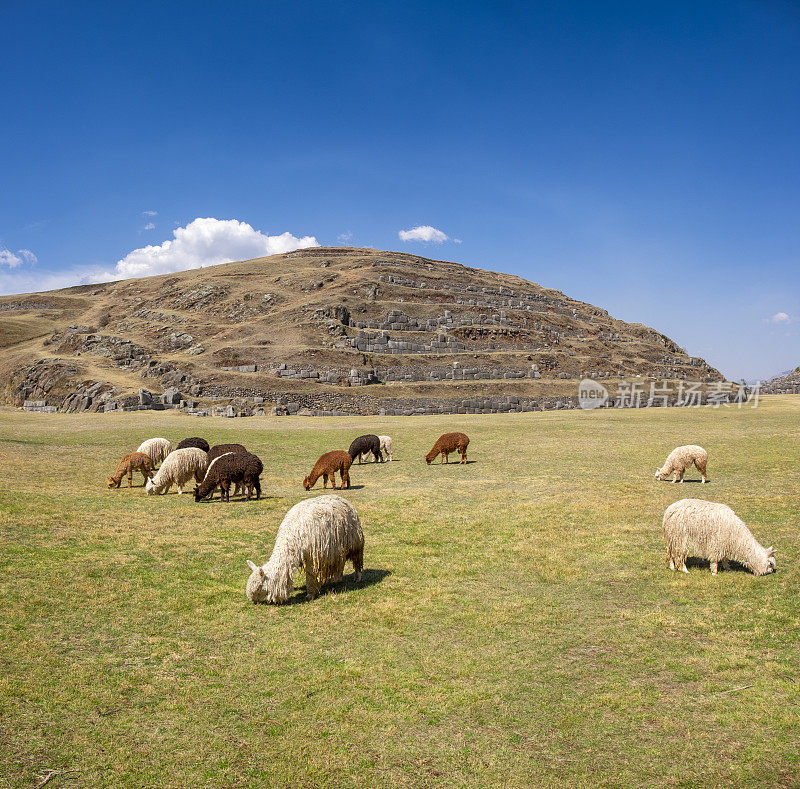 美洲驼和羊驼在Sacsayhuamán秘鲁