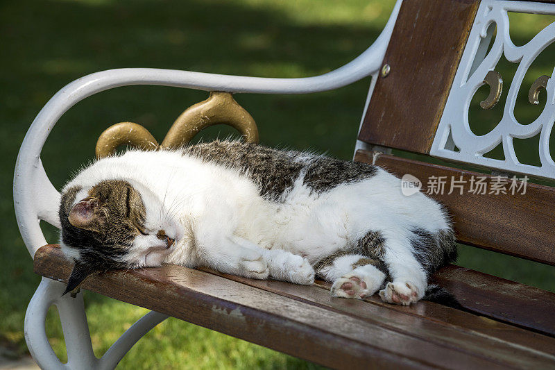 家养的流浪猫正在花园里的长凳上睡觉