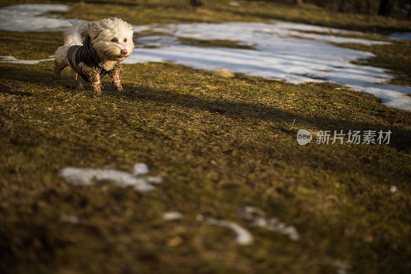 可爱的狗狗无忧无虑的奔跑