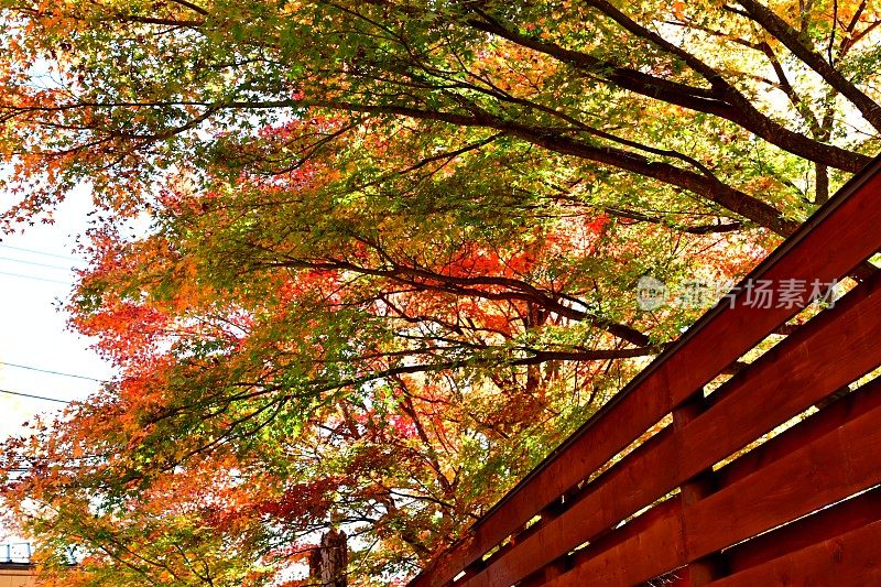 日本富士五湖地区的秋叶