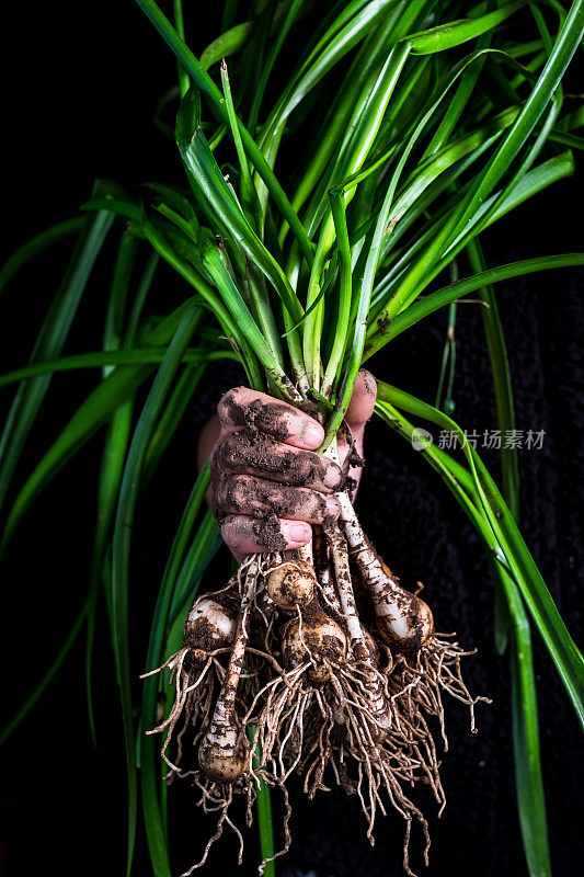 手持植物