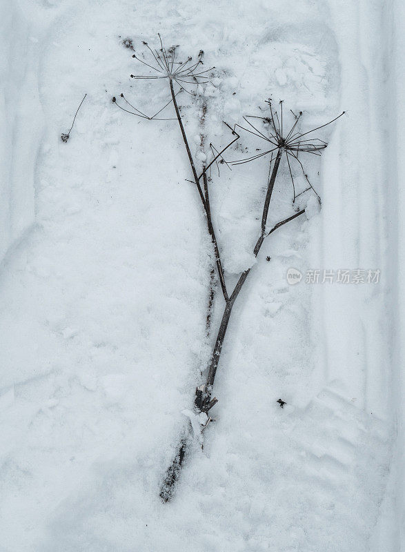 雪上的芦苇干枝