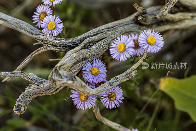 野生紫菀花生长在树枝上