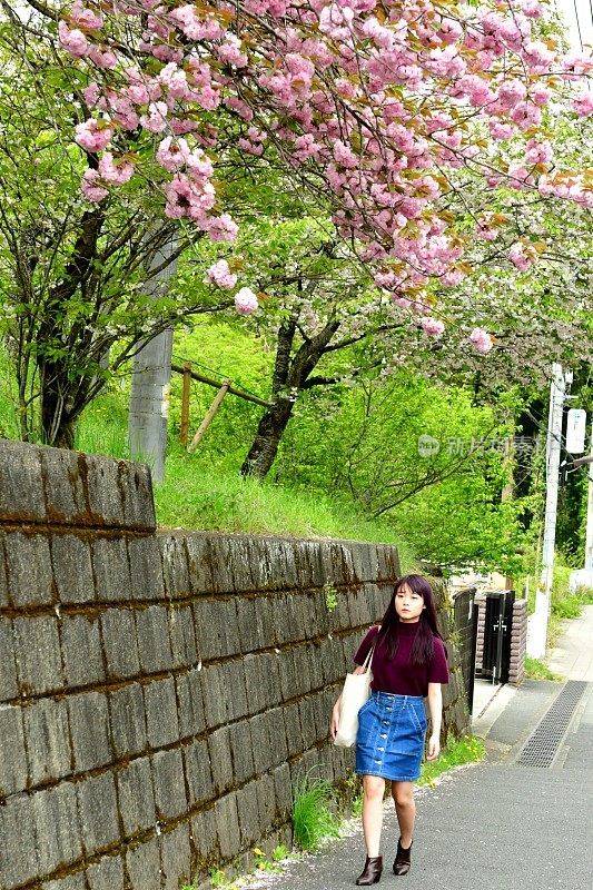 年轻的日本女人走在东京八王子的樱花下