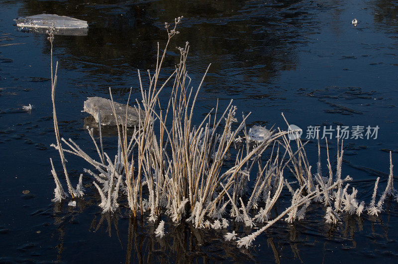 湿地结冰