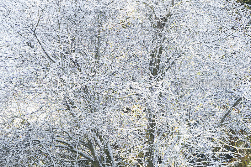 雪分支