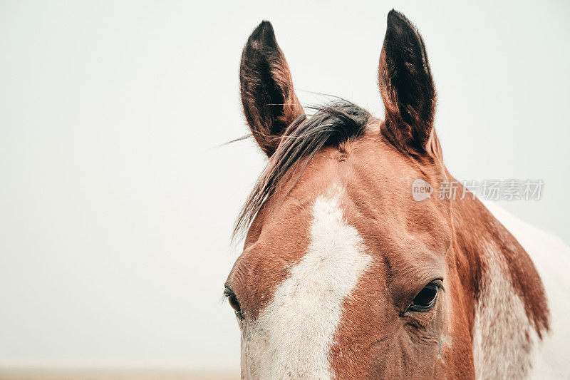 阿尔伯塔省南部农村的牧马