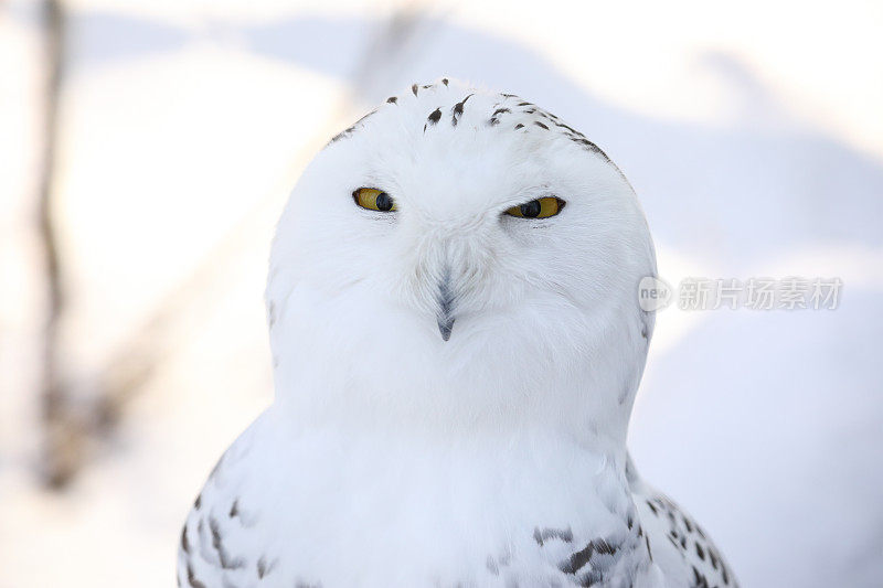 雪鸮