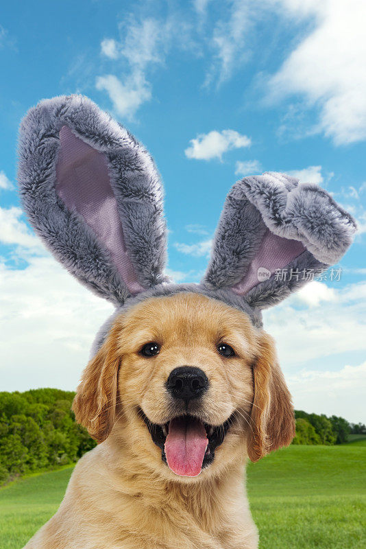 小狗戴着灰色的复活节兔子耳朵再次滚动的田野背景