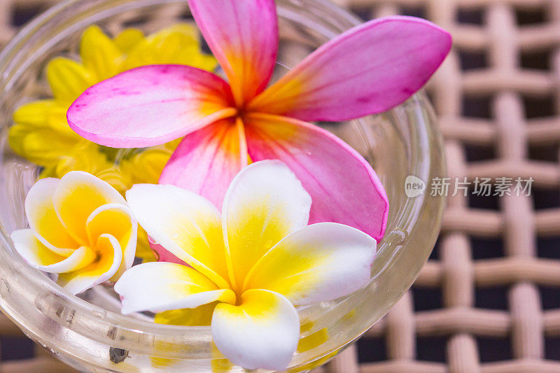 热带花鸡蛋花浮在一碗水里。水疗，健康，夏季背景