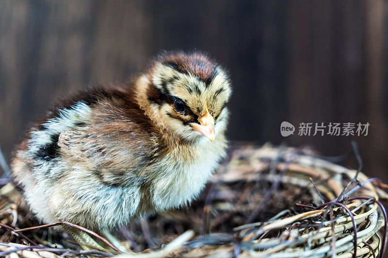 美丽的鸡宝宝