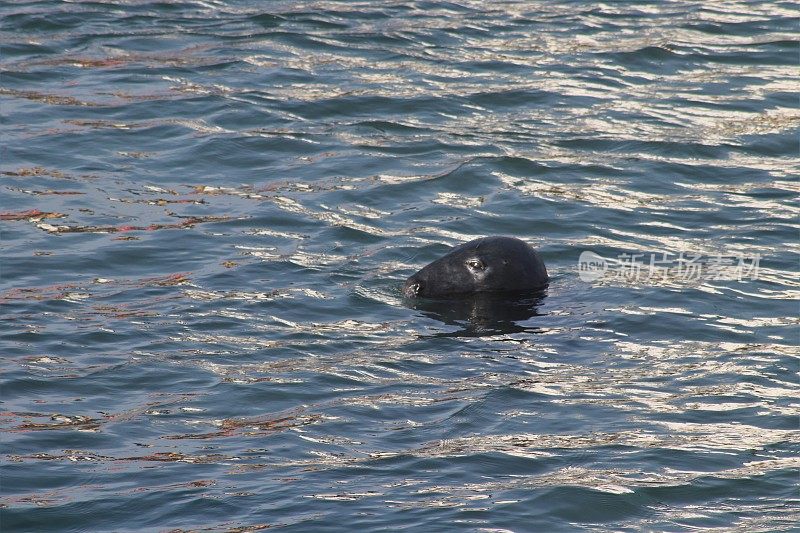 海港海豹的特写镜头