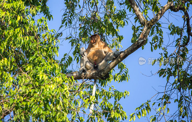 马来西亚:基纳巴丹干的长鼻猴