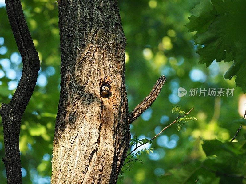 小斑点啄木鸟