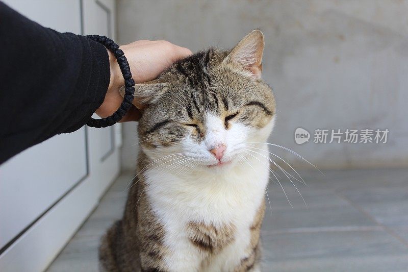 猫喜欢追逐