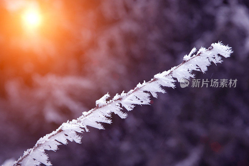 近距离白雪覆盖的树枝。霜,暴雪,暴风雪。阳光在日落时分