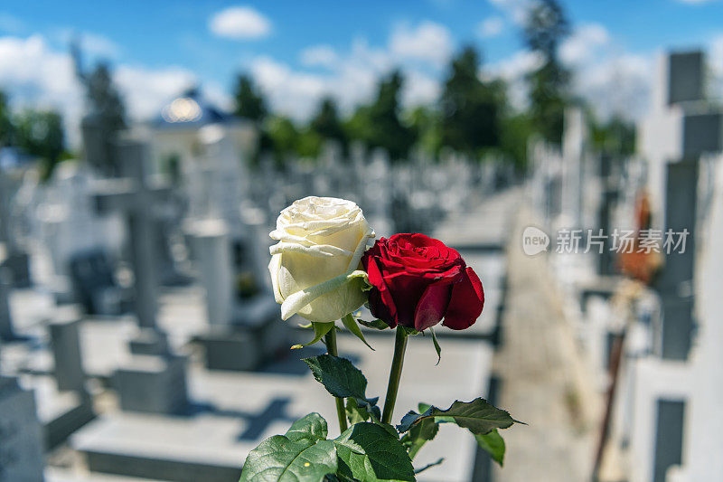 近距离看纪念碑上的花。玫瑰在墓碑上。