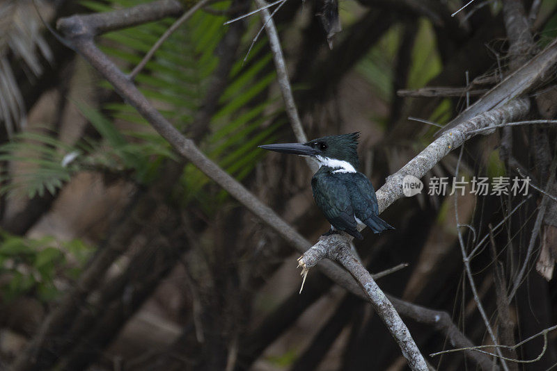 亚马逊翠鸟