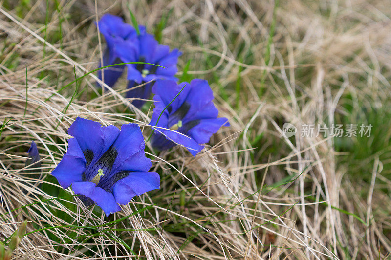 紫番红花野外特写