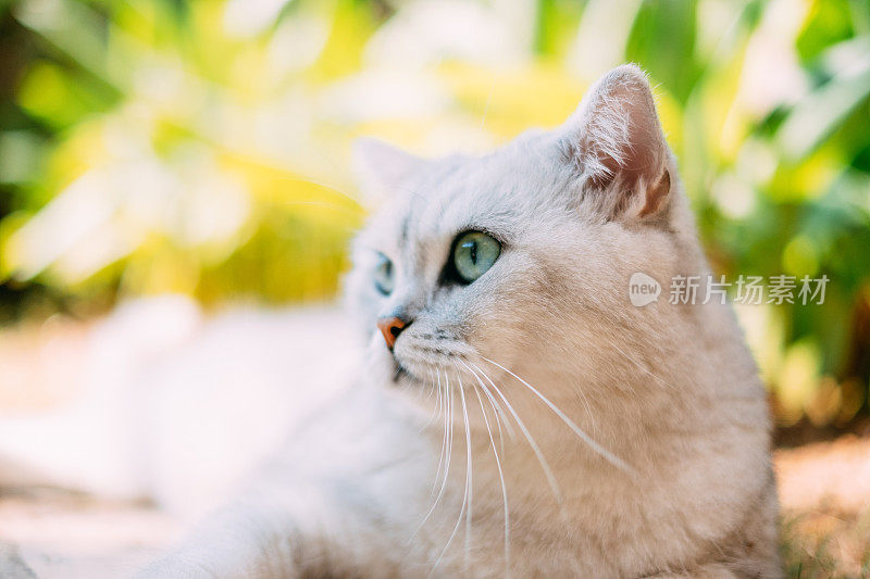 花园中的银色英国短毛猫