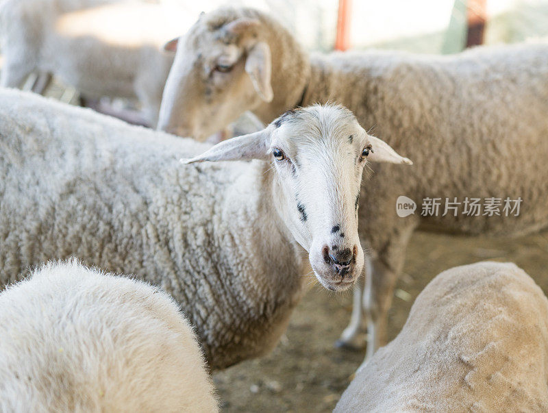 穆斯林祭牲节(宰牲节)库尔班拜拉米