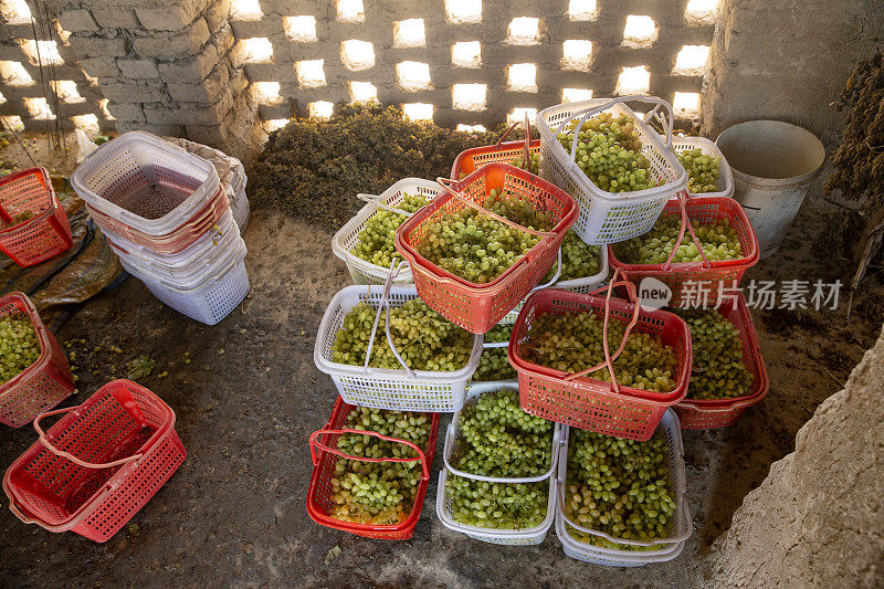 吐鲁番棚内晾晒的葡萄。