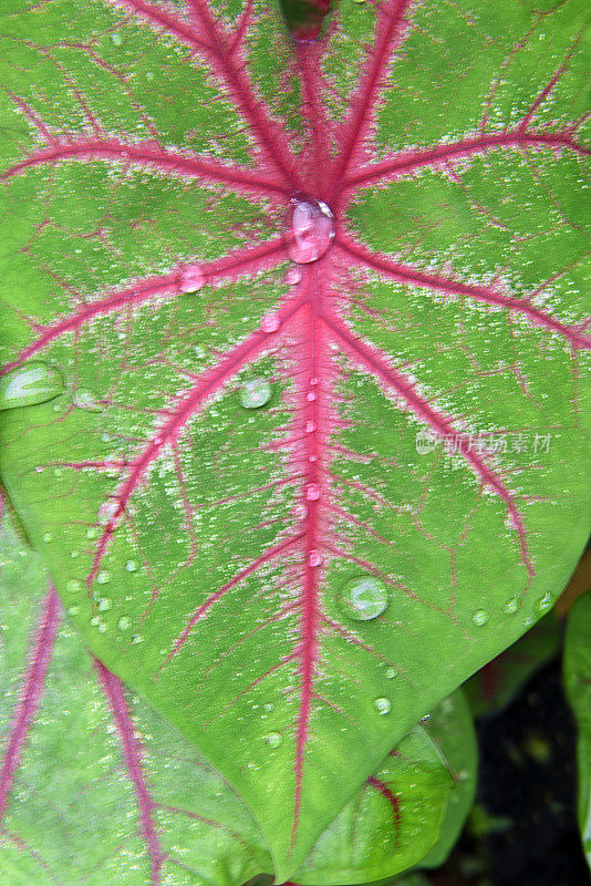 花烛属植物