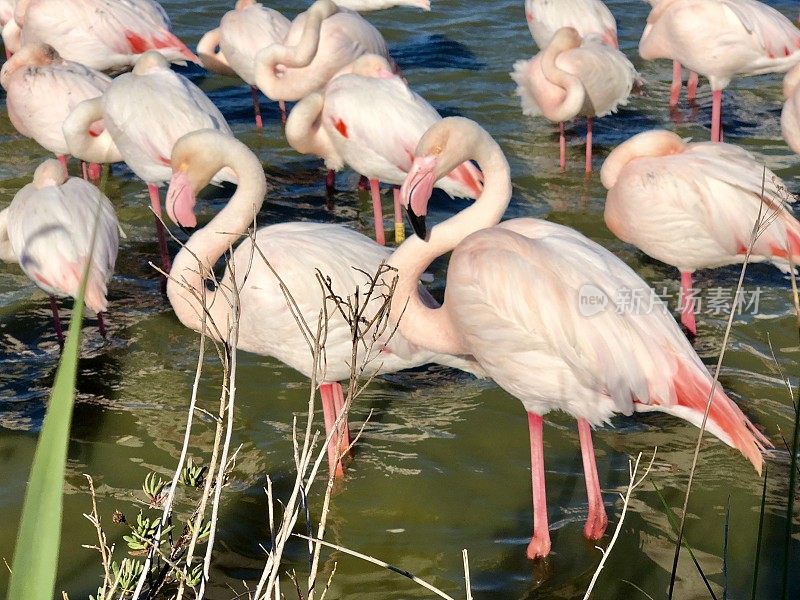 粉红火烈鸟在Camargue，法国4