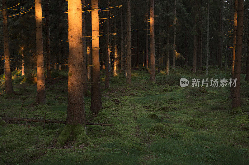 阳光下的树干在冷杉林中的清晨。