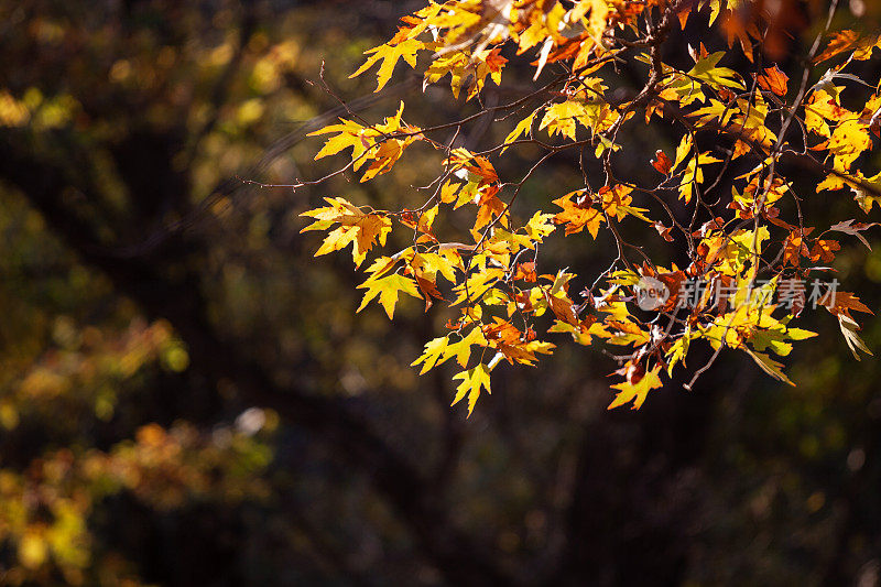梧桐树枝与干叶在秋天颜色