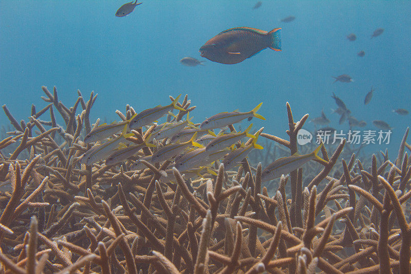 黄色山羊鱼和极度濒危的鹿角珊瑚