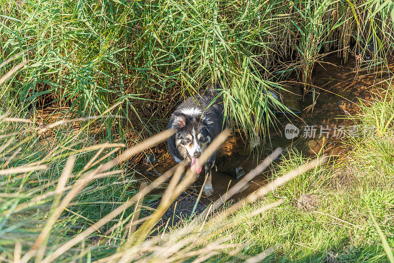 边境牧羊犬躺在小溪里凉快凉快