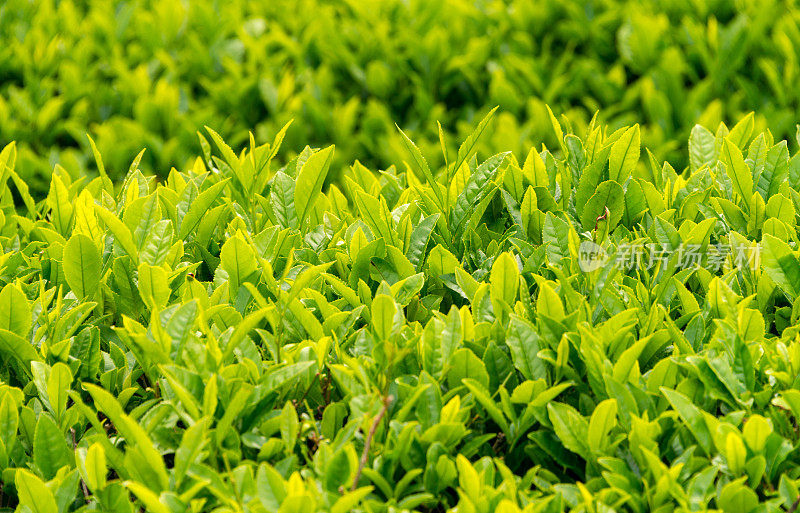 茶树作物栽培近景