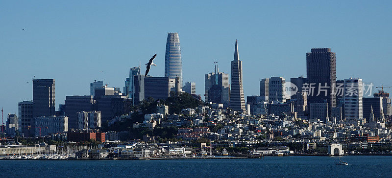 海鸥飞过旧金山的地平线
