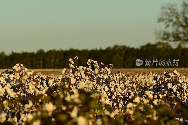 沿着成熟的棉花田顶部看，晴朗的夜空和树木成行的地平线