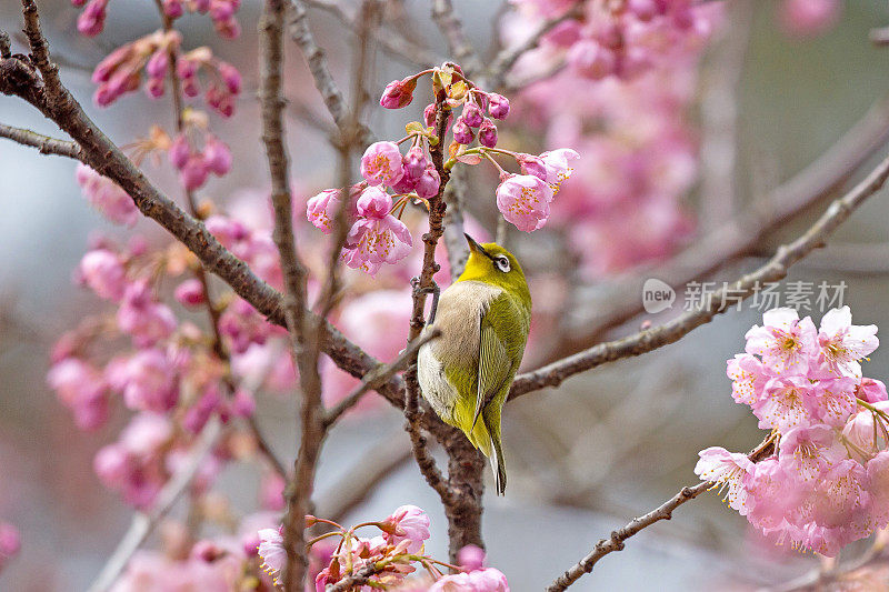 梅花白眼