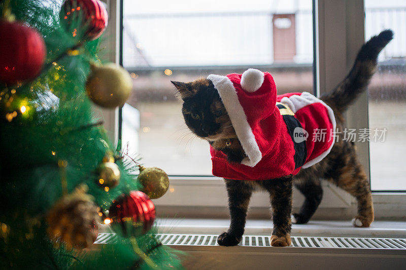 穿圣诞老人衣服的玳瑁猫