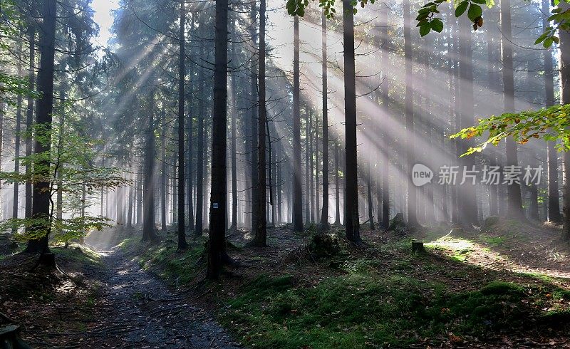 捷克共和国耶塞尼克山脉斯克里泰克马鞍附近的树林中弥漫着晨雾
