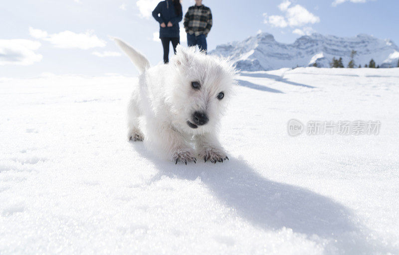 年轻的夫妇和狗在下雪的环境中玩耍