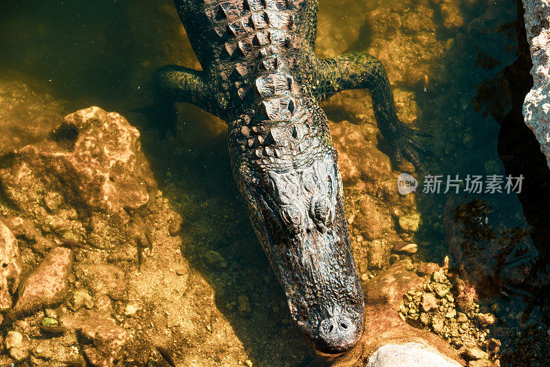 大鳄的头休息在大柏树国家保护佛罗里达
