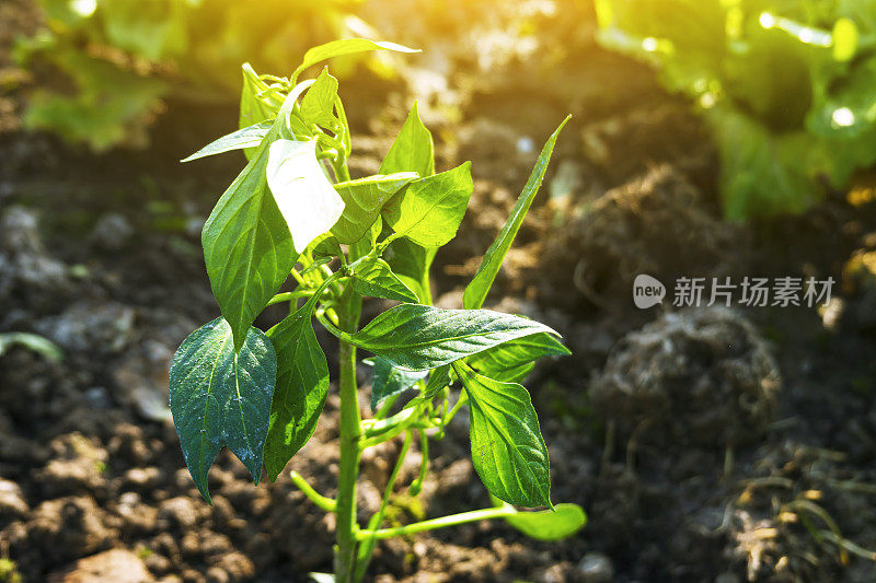 在春天的阳光下，辣椒树苗生长在农田里