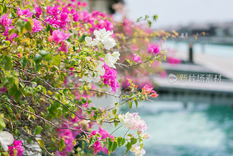 近距离观看马尔代夫水上小屋上的花朵